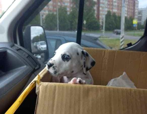 Сатка Дмитров доставка
