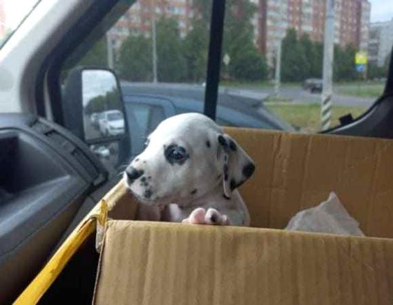 Высоцк Нижнекамск доставка